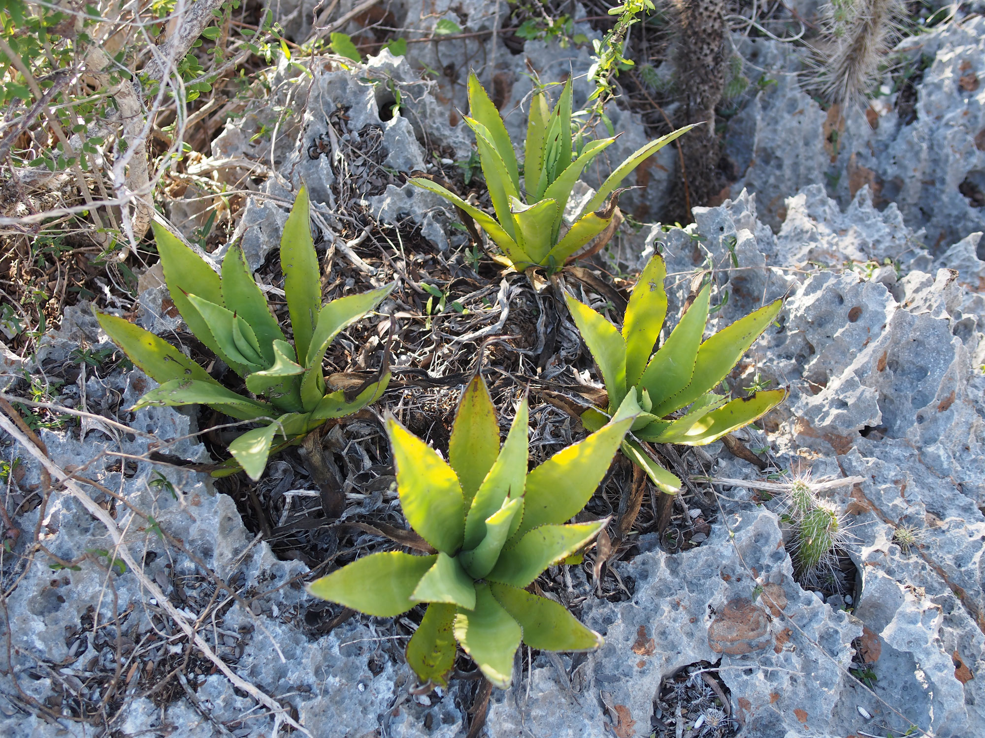 Petits agaves sur le lapiaz - JPEG - 947.4 ko - 2000×1500 px